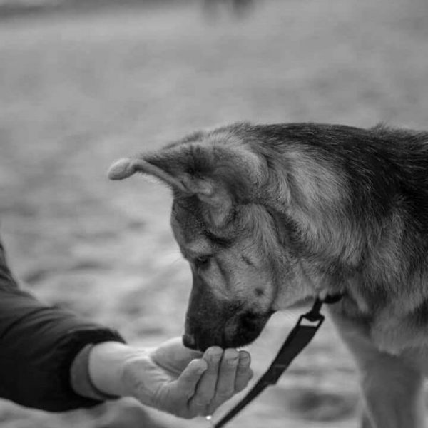 Maitre chien éducateur Canin, éducateur Canin à Martinet à Martinet mettre son chien en confiance éducateur Canin à Martinet
