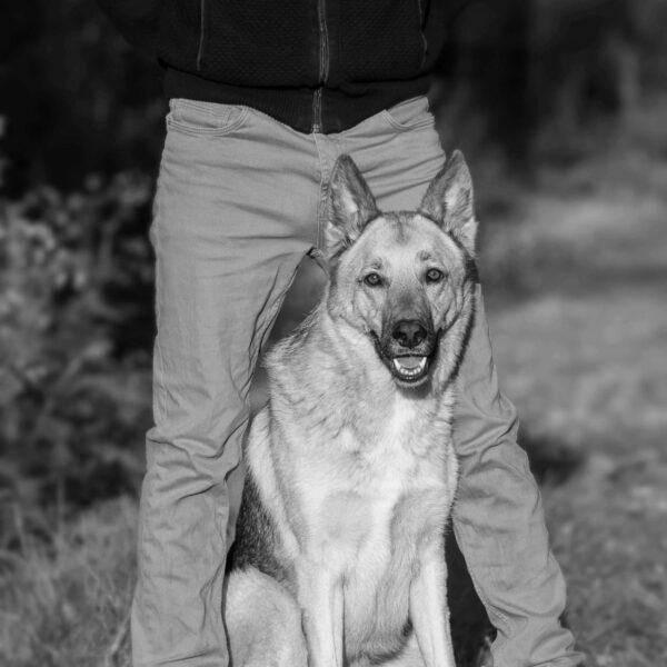 Educateur canin à domicile, éducateur Canin à Les Achards Education canine positive, éducateur Canin à Les Achards