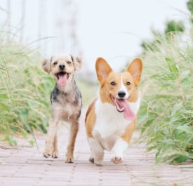 chien de toute races, la Mothe Achard, forte d'expérience éducateur canin à la Mothe Achard