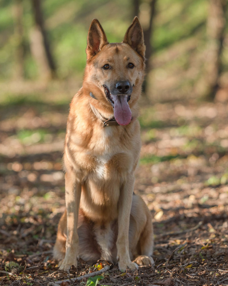 comportementaliste canine Saint Gilles croix de vie, avoir un chien equilibré cours a domicile Talmont Saint Hilaire
