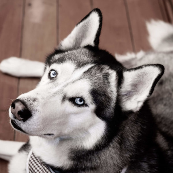 husky, Challans chien primitif, Challans