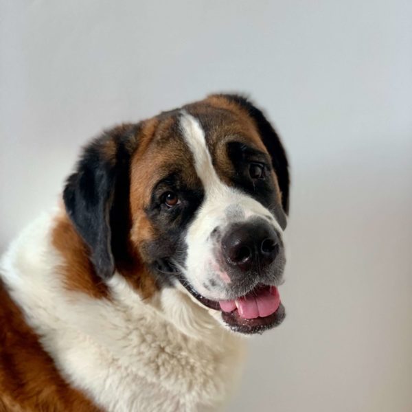 Educateur Canin, méthode Douce saint Bernard, La Roche sur Yon
