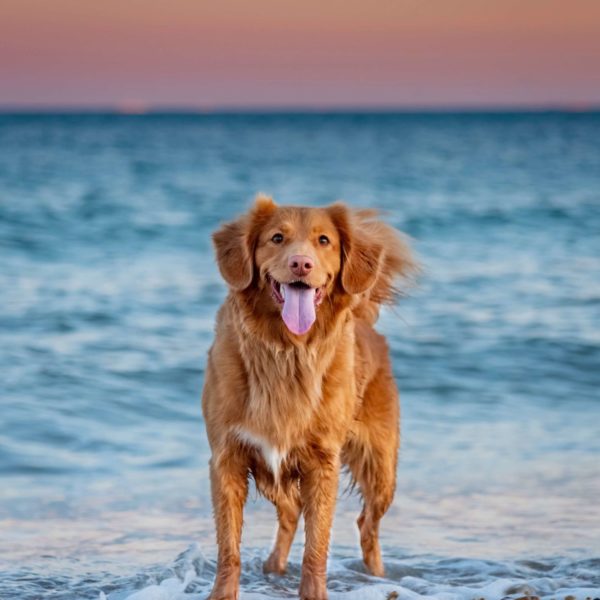 éducateur Canin à domicile, Le fenouiller chien de gibier d'eau, éducateur Canin à Le fenouiller