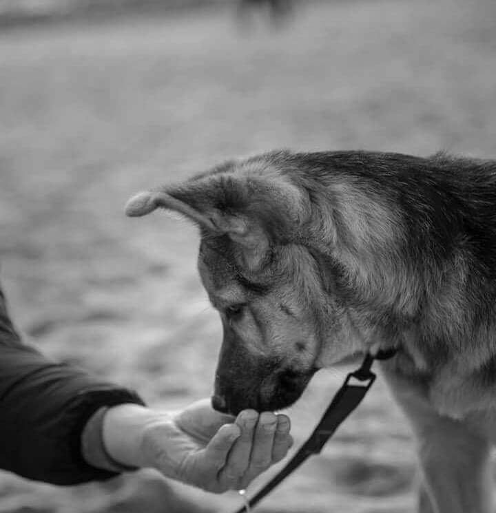 mettre son chien en confiance éducateur Canin à Martinet