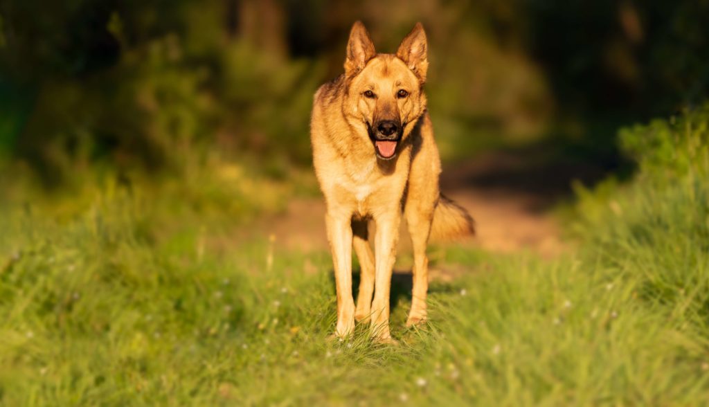 cours éducation à domicile, éducateur canin à Venansault