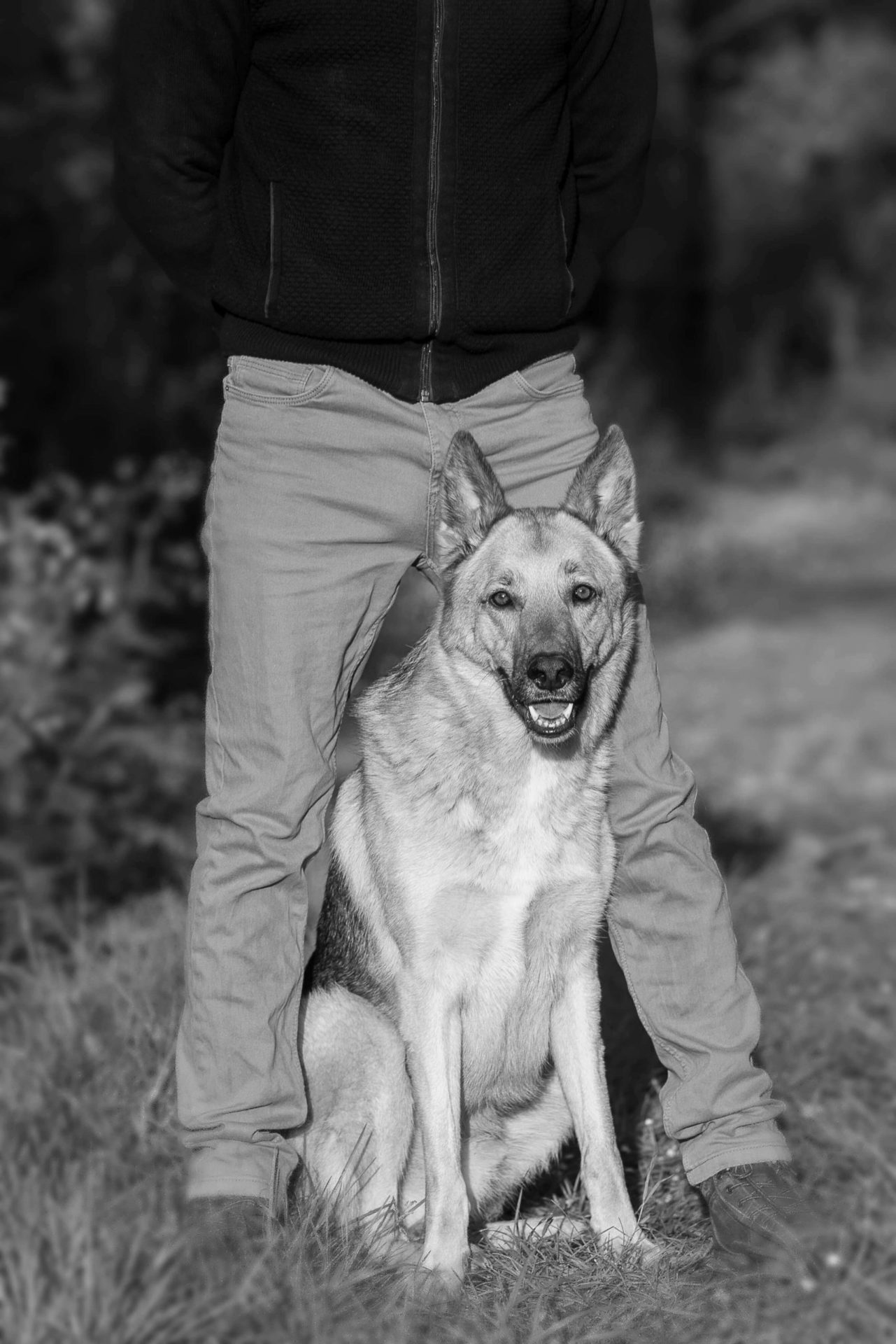 Educateur canin à domicile, éducateur Canin à Les Achards Education canine positive, éducateur Canin à Les Achards