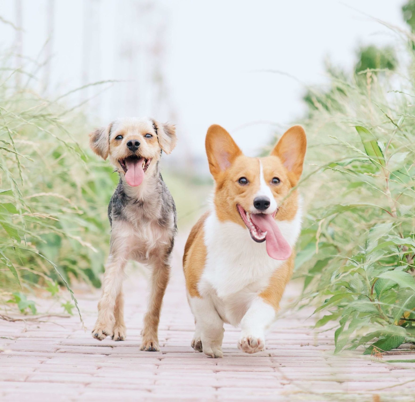 chien de toute races, la Mothe Achard, forte d'expérience éducateur canin à la Mothe Achard