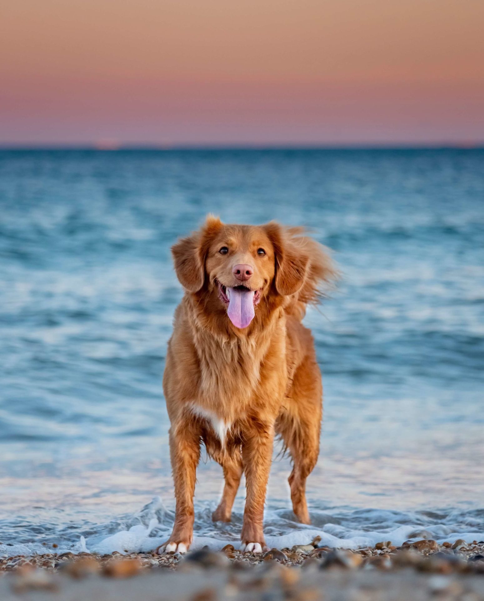 chien de gibier d'eau, éducateur Canin à Le fenouiller