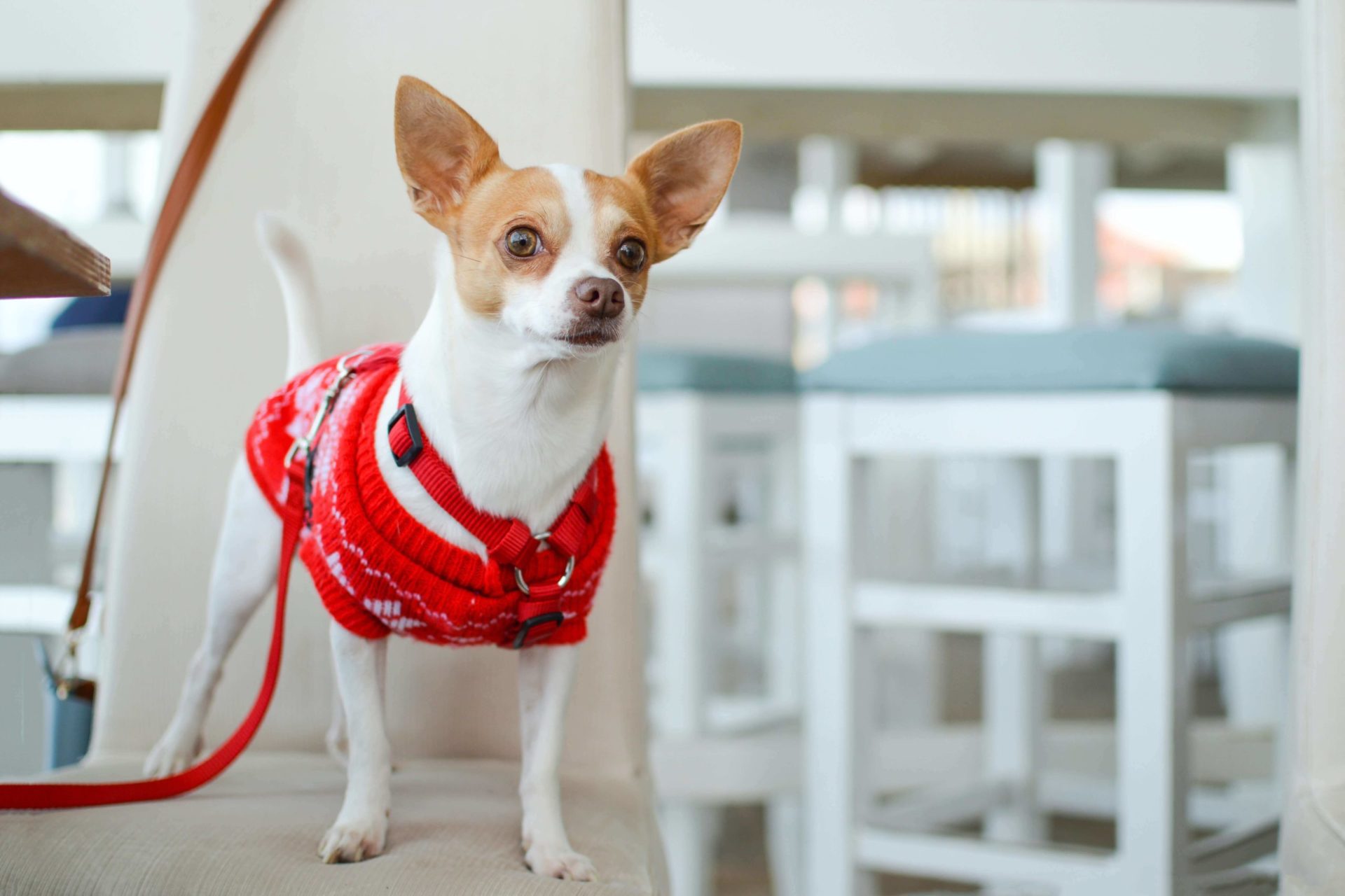 chihuahua, éducateur Canin à Beaulieu sous la Roche