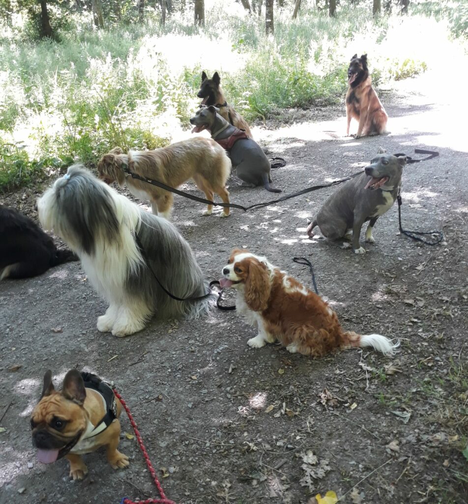 garderie canine en Vendée